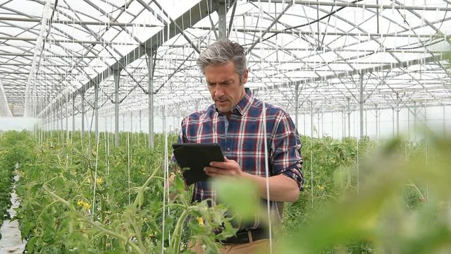 Agricultural engineer in greenhouse checking tomato plants