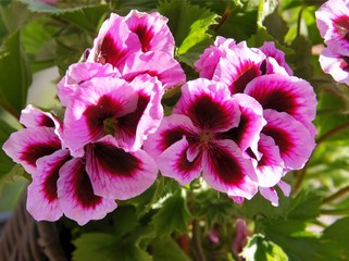 pretty flowers of geranium potted plant