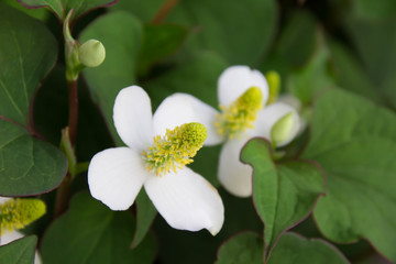 Houttuynia of flowers