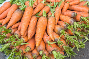 fresh organic carrots at farmers market