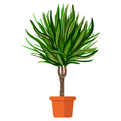 Vector illustration plant in pot. Palm tree