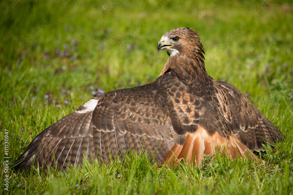 Aufkleber looking from the back, a red tailed hawk on the ground with wings spread out facing to the left and showing feather detail