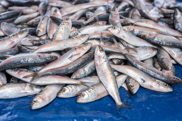 Fresh organic sea fish at market