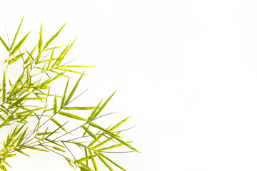 Bamboo leaves,Isolated on white background,