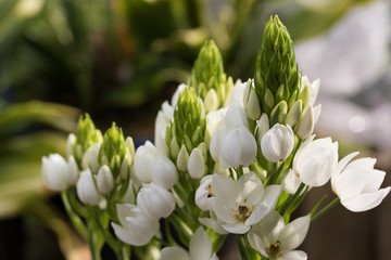 フラワーガーデン