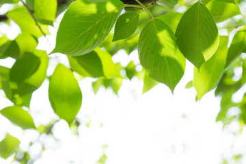 Fototapeta na wymiar Fresh green of sunshine filtering through foliage
