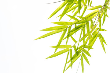 Bamboo leaves,Isolated on white background,