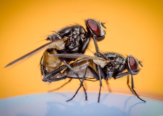 fly copulation