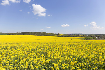 Obraz premium The Field of the Rape