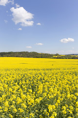 Obraz premium The Field of the Rape