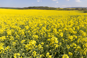 Obraz premium The Field of the Rape