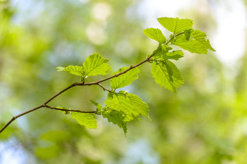 spring blooming birch twig with green folliage