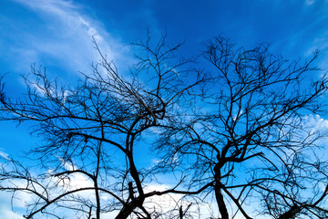 Silhouettes of dead trees.