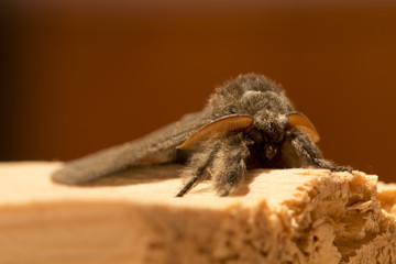 Owlet Moth in detail