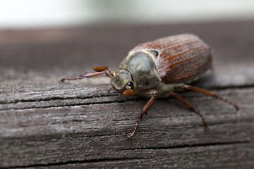 Cockchafer in the Outdoor