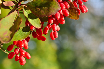 Red barberry berries on the tree