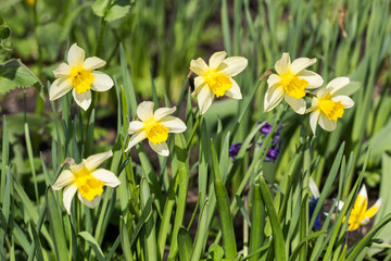 narcissuses in spring day