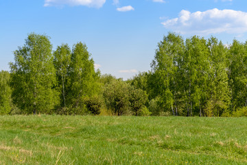 Edge of spring green forest. Birches