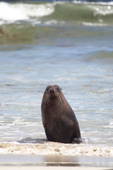 Fototapeta premium Australischer Seelöwe (Neophoca cinerea)