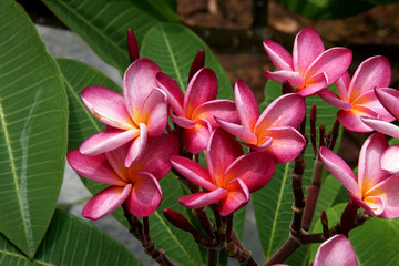 Red Plumeria (frangipani) flowers on tree.