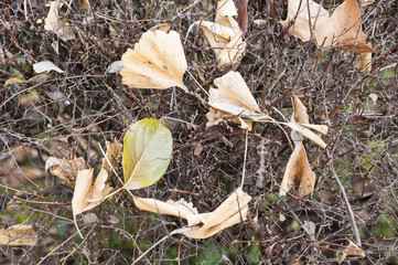 Fallen dead leaves