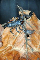 Scorpio on the island of Sri Lanka.