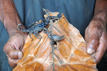 Scorpio on the island of Sri Lanka.