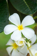 Fototapeta na wymiar White flowers are fragrant relaxing.