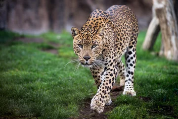 Printed roller blinds Leopard Leopard in front walking