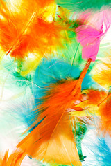 Colorful feathers