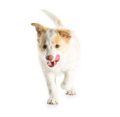 Border Collie puppy