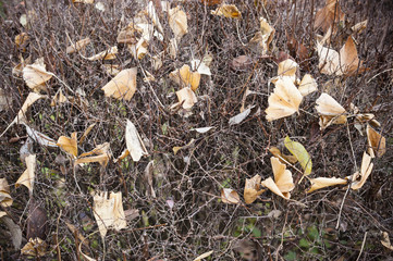 Fallen dead leaves