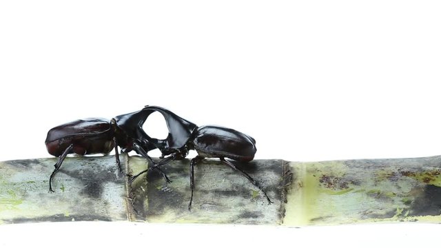 Close up male fighting beetle (rhinoceros beetle) on sugarcane isolated on white background