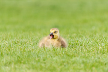 Gosling in the Grass - A newborn Canada Goose