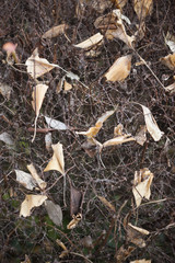 Fallen dead leaves