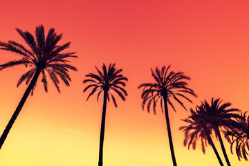 Vintage tropic palm trees against sky at sunset light