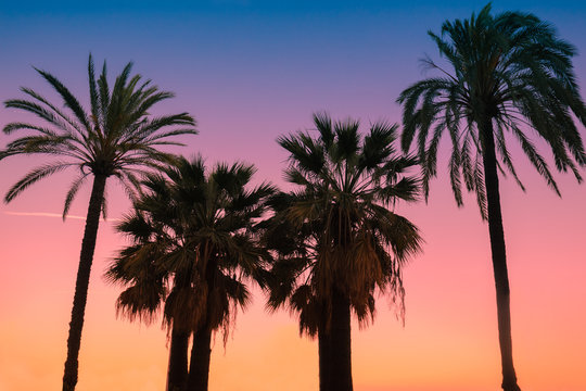 Vintage tropic palm trees against sky at sunset light