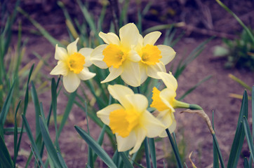 Obraz na płótnie Canvas Yellow daffodils with green leaves