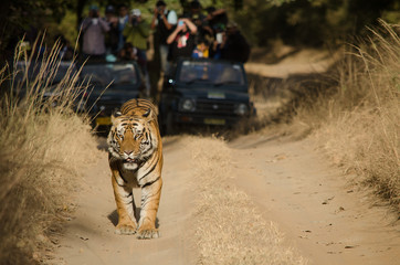 Naklejka premium A Male Bengal Tiger marking his territory.Image taken during a tiger safari at Bandhavgarh national park in the state of Madhya Pradesh in India.Scientific name- Panthera Tigris Image Date: 10/01/2016