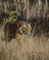 Fototapeta na wymiar A Male Bengal Tiger marking his territory.Image taken during a tiger safari at Bandhavgarh national park in the state of Madhya Pradesh in India.Scientific name- Panthera Tigris Image Date: 10/01/2016