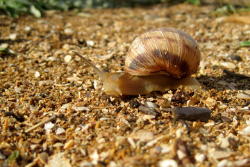 Snail on the road