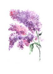 Branch lilac watercolor. On white background, purple, pink purple flowers on a branch watercolor