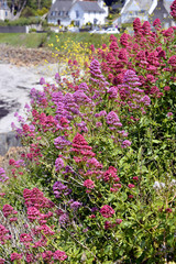 Red valerian flowers (Centranthus ruber) at the edge of the water in french Brittany
