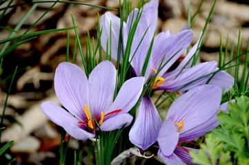Papier Peint photo Lavable Crocus fleurs de safran se bouchent, crocus sativus à la nature