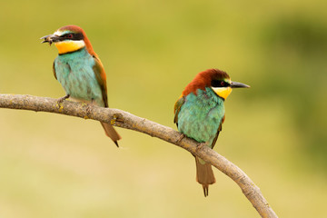 Pair of bee-eaters