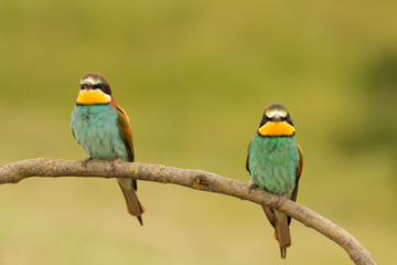 Pair of bee-eaters