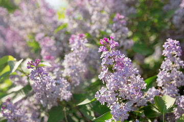 beautiful lilac branches swaying in the wind