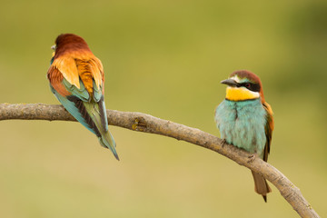 Pair of bee-eaters