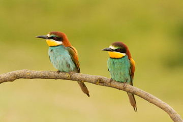 Pair of bee-eaters