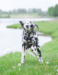 cute dog shaking off water after swimming in al river or a lake